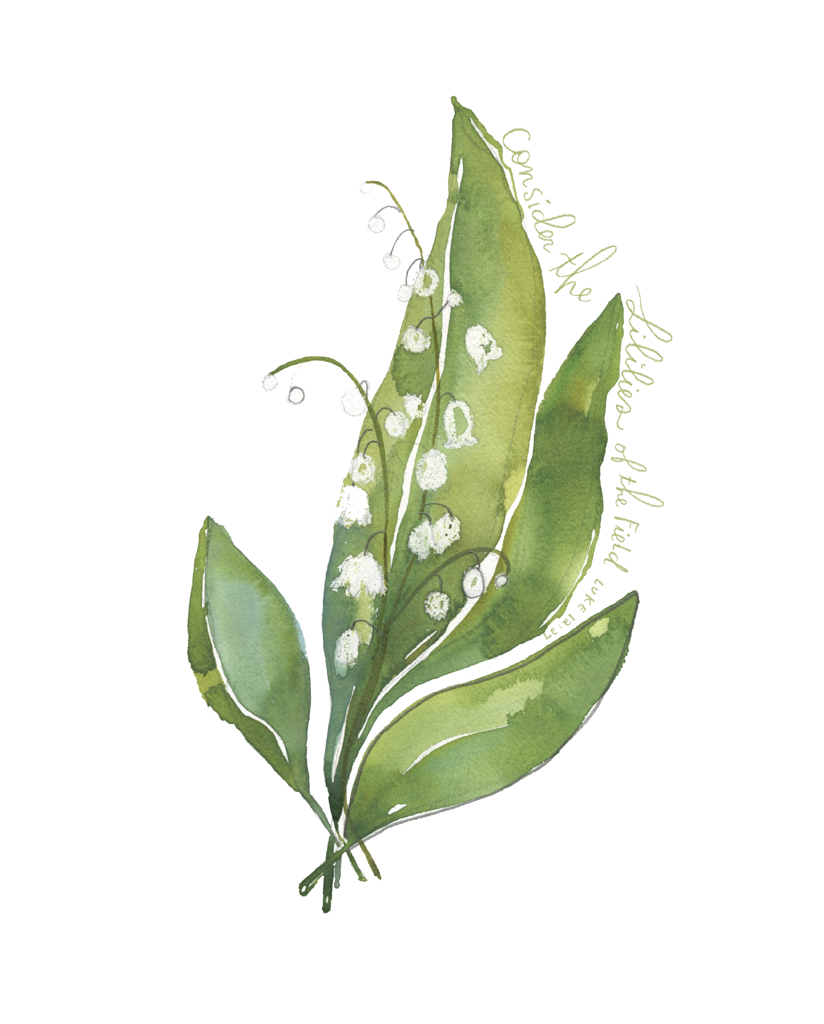 Lily of the Valley Consider the Lilies Luke 12 // Watercolor Fine Art Print